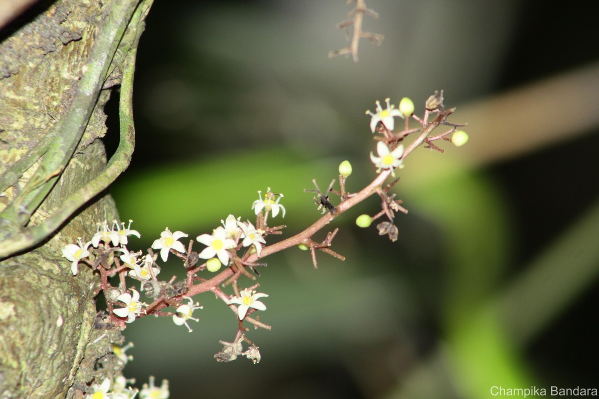 Semecarpus marginatus Thwaites